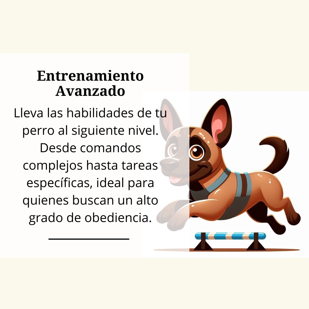 Deportes Caninos (Avanzado)